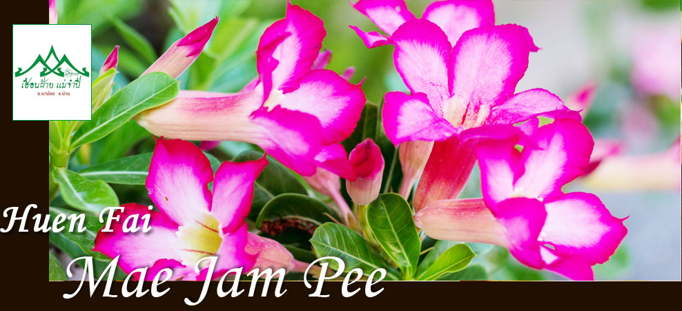 ���͹�������ӻ� ( �ç��� �.�ҹ���, ���ѡ �.�ҹ��� , ������ �.�ҹ��� , ���ѡ�ҤҶ١ �.�ҹ��� , ����� �.�ҹ��� , ��ҹ��� �.�ҹ��� , ��ҹ����� �.�ҹ��� ,  OTOP �.�ҹ��� , OTOP �.������ , �.�ҹ��� �.��ҹ , Hotel Nanoi,Resort Nanoi , Travel Nanoi , Coffee Shop Nanoi , Otop Nanoi , Nanoi Nan