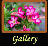 ���͹�������ӻ� ( �ç��� �.�ҹ���, ���ѡ �.�ҹ��� , ������ �.�ҹ��� , ���ѡ�ҤҶ١ �.�ҹ��� , ����� �.�ҹ��� , ��ҹ��� �.�ҹ��� , ��ҹ����� �.�ҹ��� ,  OTOP �.�ҹ��� , OTOP �.������ , �.�ҹ��� �.��ҹ , Hotel Nanoi,Resort Nanoi , Travel Nanoi , Coffee Shop Nanoi , Otop Nanoi , Nanoi Nan